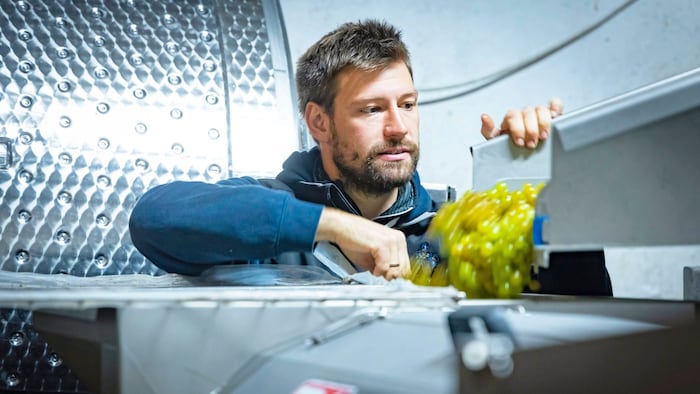  Ein kritischer Blick des Experten – aber der ist gar nicht nötig: Denn das schöne Weingut Kodolitsch aus Leibnitz hat die Fachjury mit seinem Sauvignon Blanc Riedenwein überzeugt!