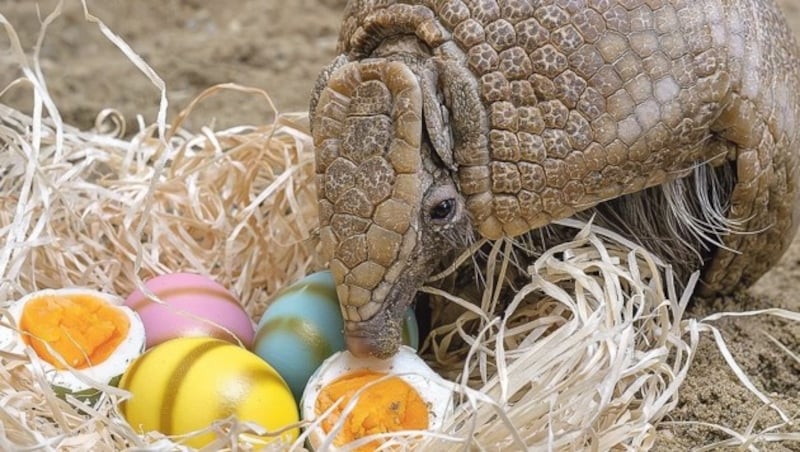 Im Tiergarten Schönbrunn gehen neben Kindern auch Kugelgürteltiere auf Ostereiersuche. (Bild: Daniel Zupanc)