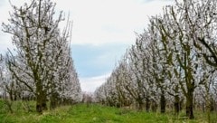 Die Ruhe täuscht: Hier herrscht Hochbetrieb! Tausende Bienen und Hummeln summen um die Marillenbäume. (Bild: Dostal Harald)