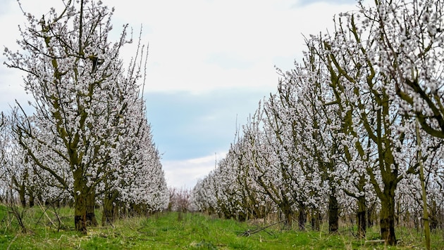 The calm is deceptive: it's busy here! Thousands of bees and bumblebees are buzzing around the apricot trees. (Bild: Dostal Harald)