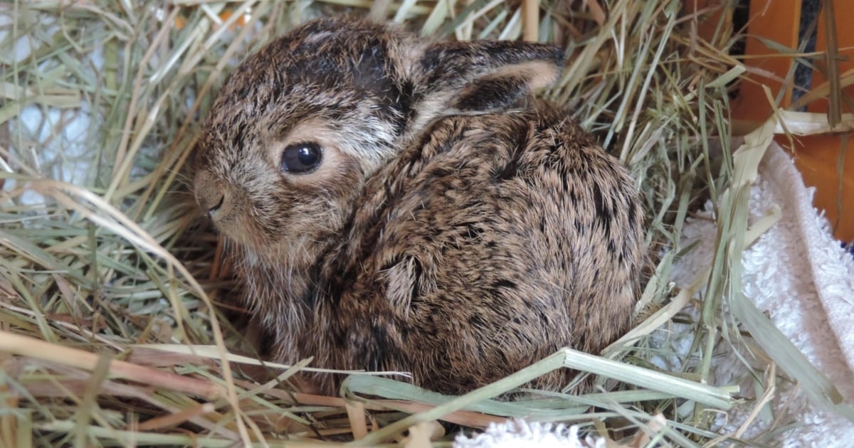 Von Hand aufgezogen - Zwei Hasenbabys aus Baugrube gerettet | krone.at