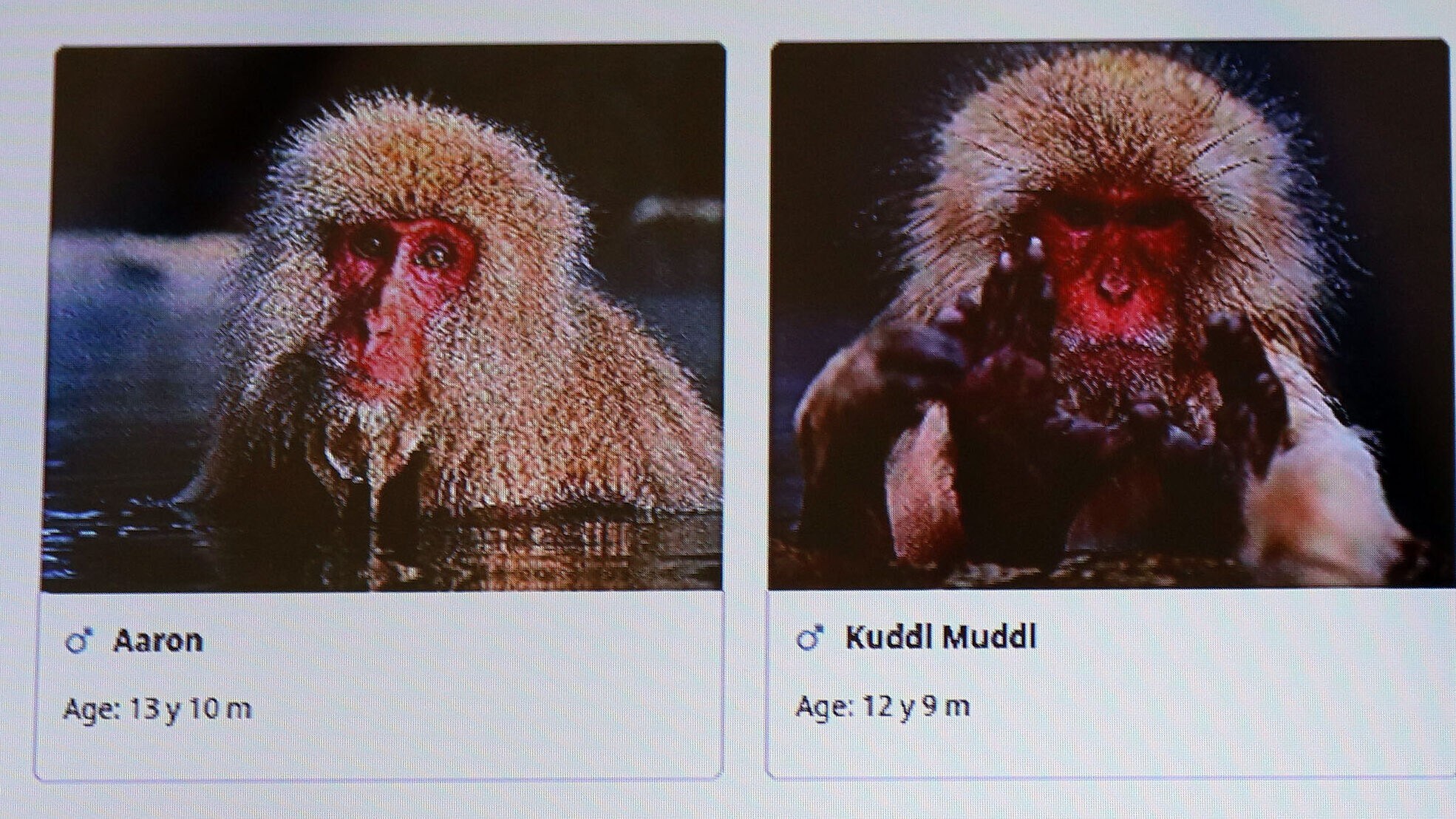 This is what the APP will look like in the future. (Bild: Claudia Fischer)