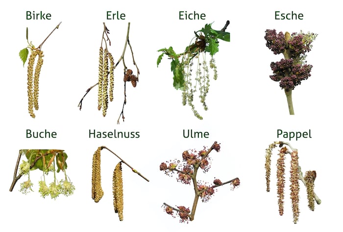 Noch im März folgt die Blüte der Gräser, die voraussichtlich ähnlich stark wie im Vorjahr sein ...