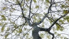 Die Eschen blühen wieder früh – und Pollenallergiker leiden ... (Bild: APA/dpa/Markus Scholz)