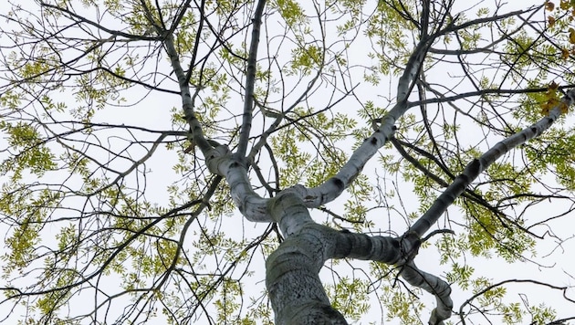 Ash trees are blooming early again - and pollen allergy sufferers ... (Bild: APA/dpa/Markus Scholz)
