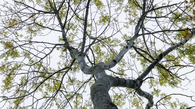 Ash trees bloom early again - and pollen allergy sufferers suffer ... (Bild: APA/dpa/Markus Scholz)