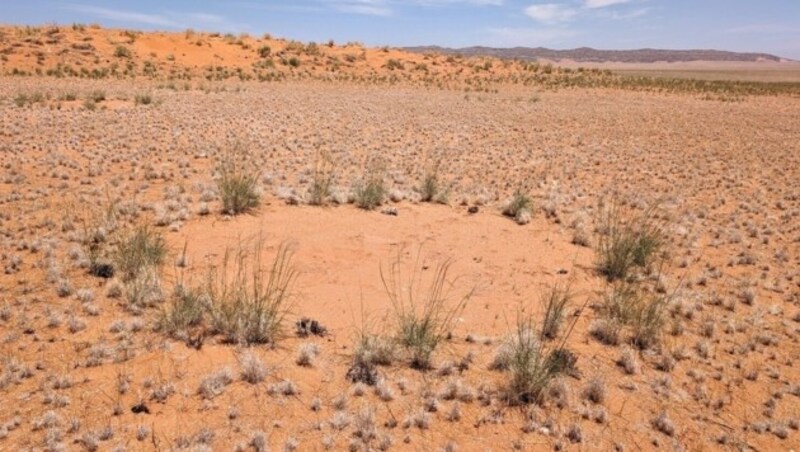 Ein typischer Feenkreis, den die Forscher untersuchten: Die bis zu 80 Zentimeter hohen Horstgräser am Rand nutzen den gefallenen Regen zuerst und haben aufgrund ihrer Größe einen immensen Konkurrenzvorteil. Mit ihren etablierten Wurzeln in 20 bis 30 Zentimetern Tiefe saugen sie das Bodenwasser im Feenkreis ab, sodass dieser kahl bleibt. (Bild: Stephan Getzin)