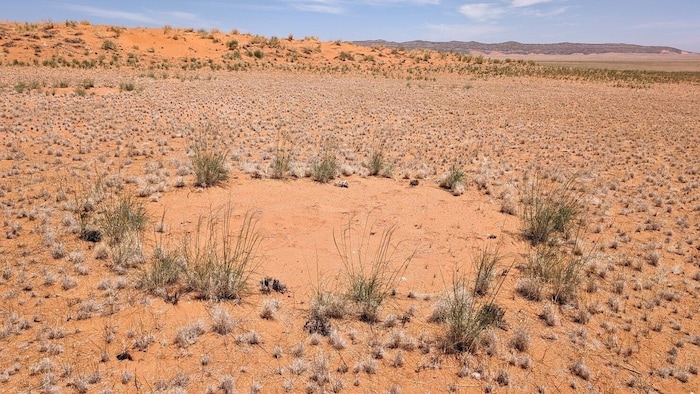 A typical fairy circle that the researchers investigated: The eyrie grasses at the edge, which are up to 80 centimetres tall, are the first to use the fallen rain and have an immense competitive advantage due to their size. With their established roots at a depth of 20 to 30 centimetres, they suck up the soil water in the fairy circle, leaving it bare. A typical fairy circle that the researchers investigated: The eyrie grasses at the edge, which are up to 80 centimetres tall, are the first to use the fallen rain and have an immense competitive advantage due to their size. With their established roots at a depth of 20 to 30 centimetres, they suck up the soil water in the fairy circle, leaving it bare.