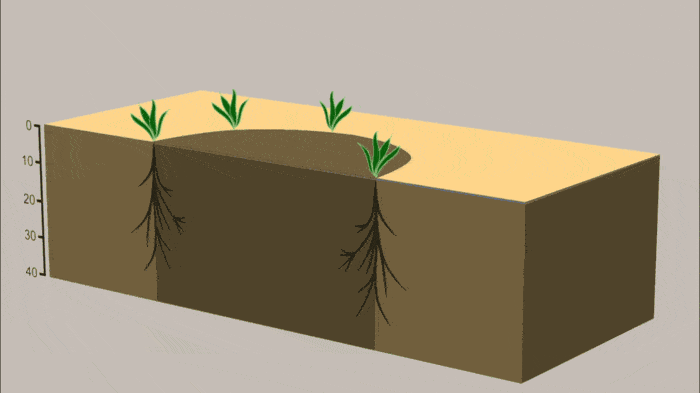 Schematic representation of plant growth and soil water distribution in the fairy circle over the first few weeks after heavy rainfall. (Bild: Bauhaus-University Weimar, Faculty of Art & Design/Animation Art & Design)