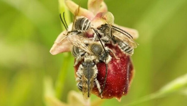 Auffällig und namensgebend für die Langhornbienen sind bei den Männchen die ungewöhnlich langen Fühler (siehe Bild). (Bild: APA/University Libre de Bruxelles)