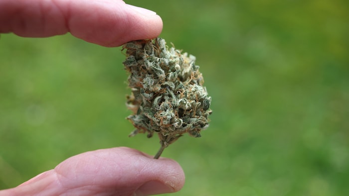 Marihuana wird aus den getrockneten, harzhaltigen Blüten und den blütennahen, kleinen Blätter der weiblichen Cannabispflanze gewonnen. 