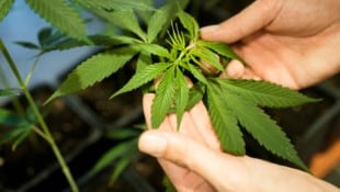 Eine Cannabispflanze (Bild: AP)