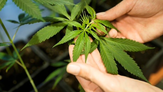 A cannabis plant (Bild: AP)