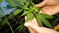 Eine Cannabispflanze (Bild: AP)