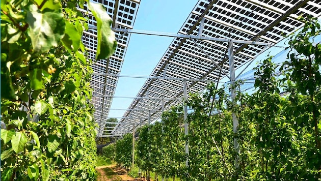 Model projects such as PV apricot protection are now possible - but there is no limit on the number or size of installations. (Bild: Versuchsanlage Hainfeld)