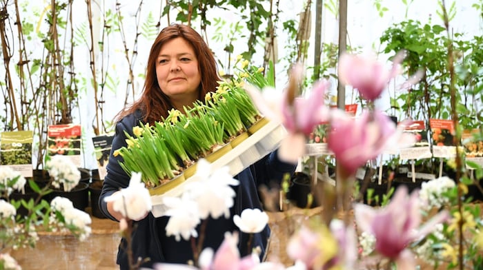 Am Pflanzenmarkt gibt es Vielfalt vom Frühblüher bis zum Farbtupfer für Indoor.