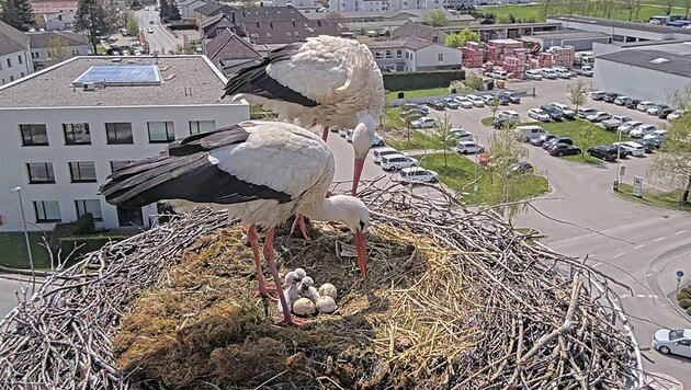 Storks often nest on ÖBB masts, as here in Perg. (Bild: ÖBB)