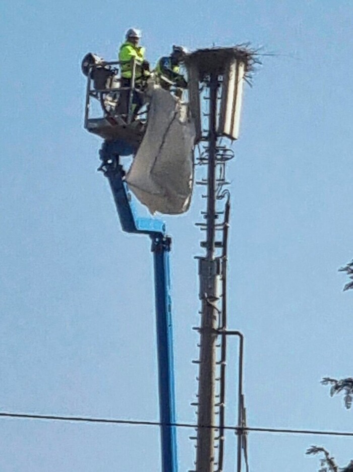 In Schwarzenau soll aber eine „Abwehrkonstruktion“  den Nestbau verhindern