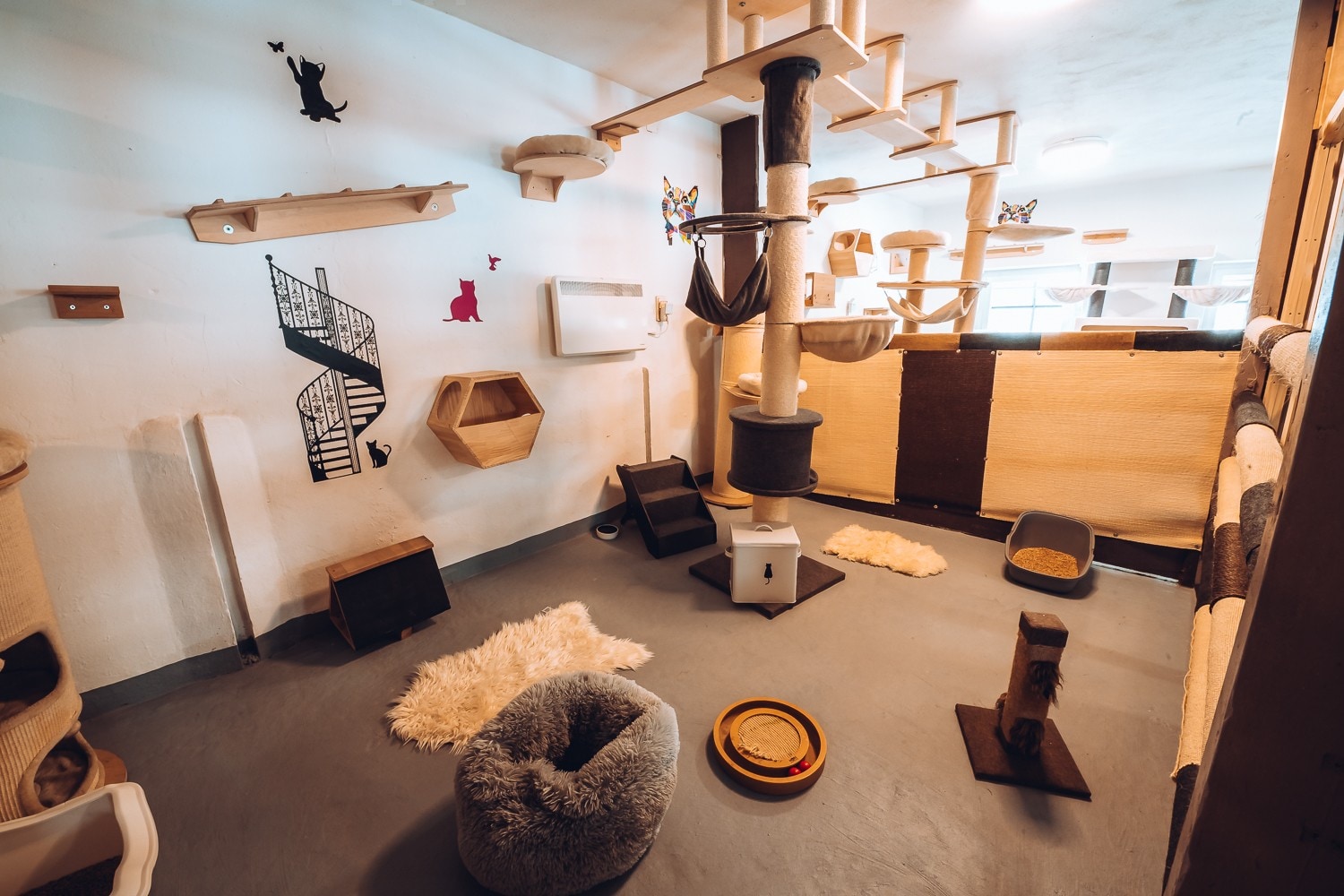At the Ohlsdorf Cat Center, house pets can also train or simply stay overnight. (Bild: Katzenzentrum Cats Care /Daniela Eglseder, Element People/Sabine Hause)