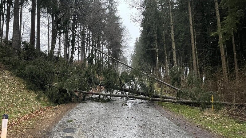 Gleich mehrere Bäume hatte der Sturm geknickt. (Bild: FF Brückl)