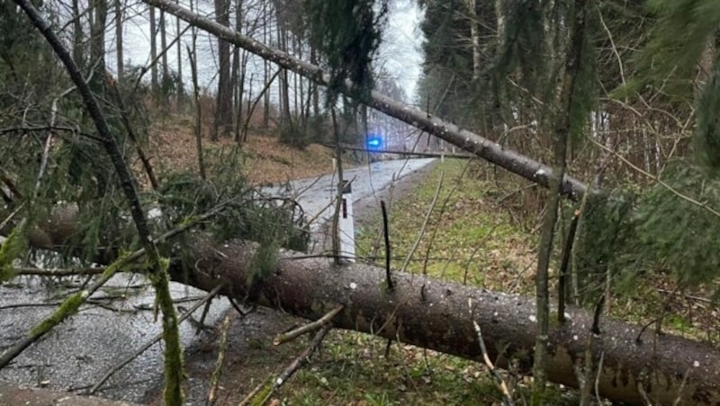 Mehrmals fielen Bäume auf Straßen (Symbolbild) (Bild: FF Brückl)