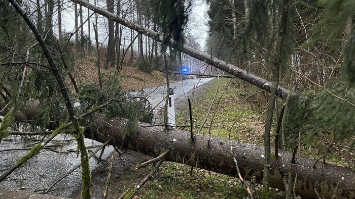 Mehrmals fielen Bäume auf Straßen (Symbolbild)