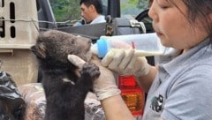 Die 16 Bärenbabys werden mit der Flasche aufgezogen. (Bild: AFP)