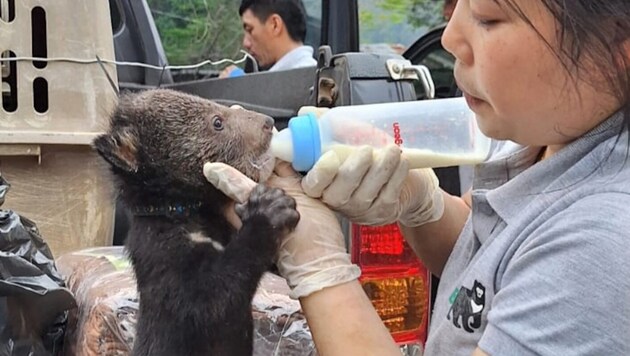 16 yavru ayı biberonla besleniyor. (Bild: AFP)