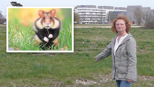 Sabine Hiermann from the Green Party on the site of the glass factory, where the field hamster could now overturn a large housing project. (Bild: Krone KREATIV, zVg)