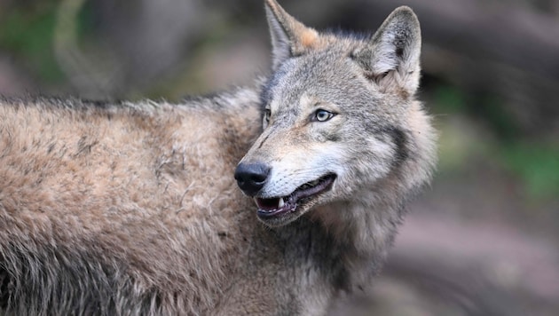 Wolves can soon be shot more quickly. (Bild: THOMAS KIENZLE)