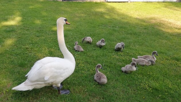 Swan family on a meadow next to the Enns River near Garsten. (Bild: zVg)