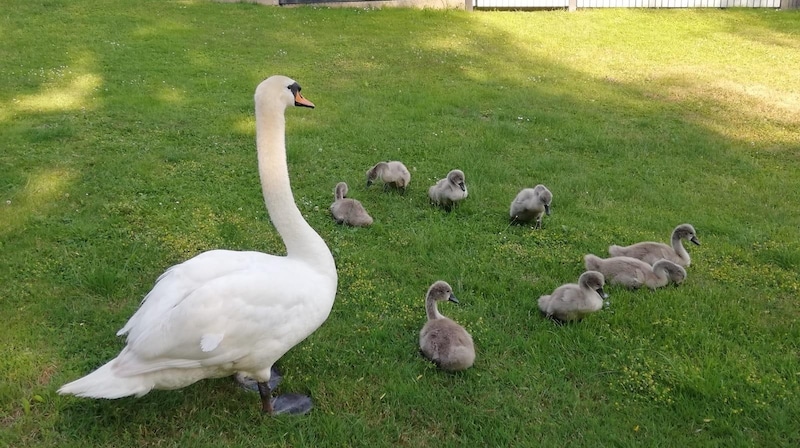 Schwanen-Familie auf einer Wiese neben dem Ennsfluss bei Garsten. (Bild: zVg)