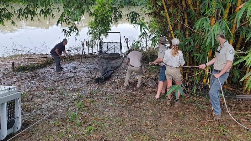 Mit Netzfallen wurden „Herbie“ und ein weiteres Krokodil eingefangen. (Bild: Queensland Department of Environment, Science and Innovation)