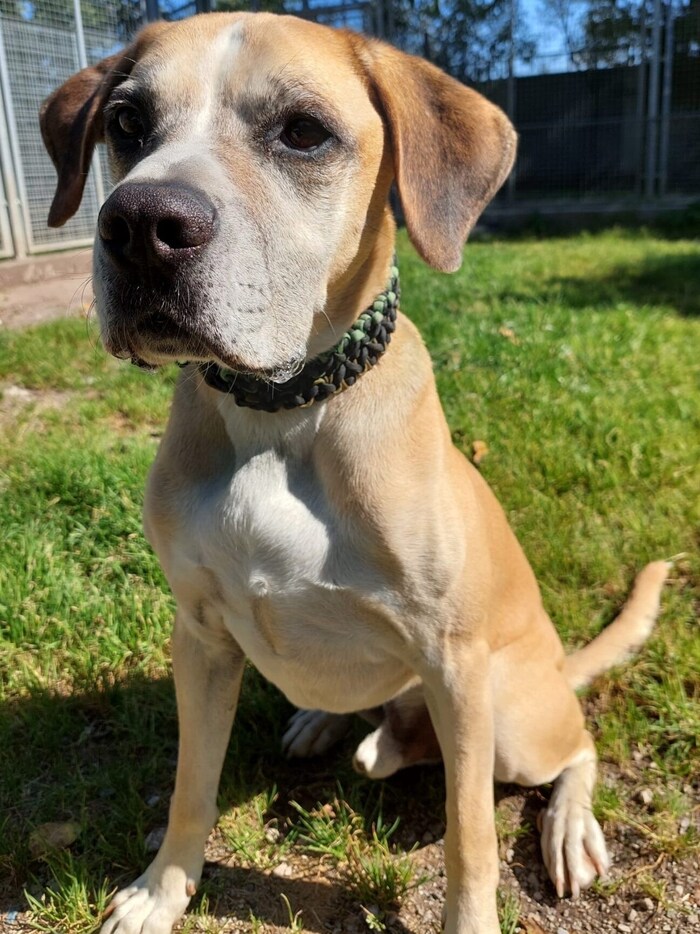 This lonely four-legged friend wants to be loved.