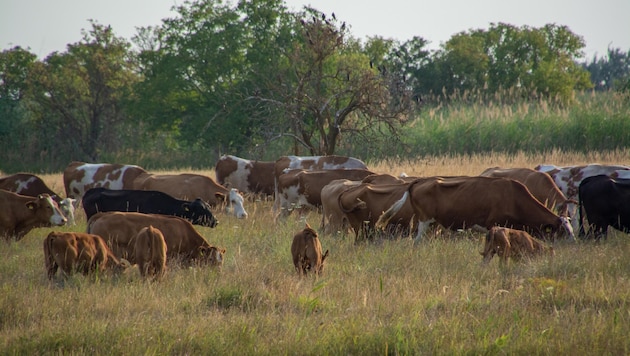 The cattle have created a unique meadow vegetation. (Bild: Charlotte Titz)