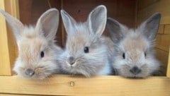 Kaninchen gehören nicht ins Osternest! (Bild: zVg.)
