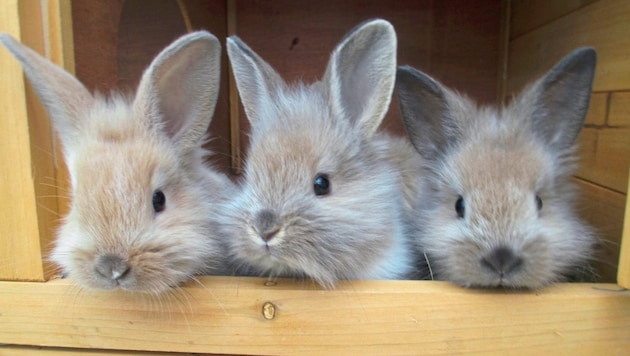 Kaninchen gehören nicht ins Osternest! (Bild: zVg.)