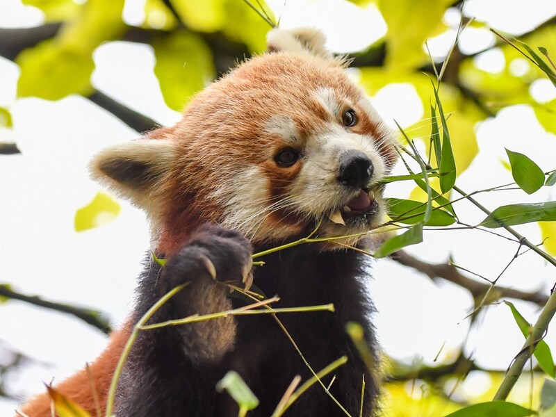 An exciting program awaits you at Linz Zoo for Easter. Paint together, do handicrafts, put together delicious Easter nests for the zoo animals and test your own knowledge - it's all possible.Cost: Adults: €11; children: €5.50 Date: Sunday, March 31, 11 a.m. to 4 p.m. Infolink: www.zoo-linz.at (Bild: Harald Dostal) An exciting program awaits you at Linz Zoo for Easter. Paint together, do handicrafts, put together delicious Easter nests for the zoo animals and test your own knowledge - it's all possible.Cost: Adults: €11; children: €5.50 Date: Sunday, March 31, 11 a.m. to 4 p.m. Infolink: www.zoo-linz.at (Bild: Harald Dostal)
