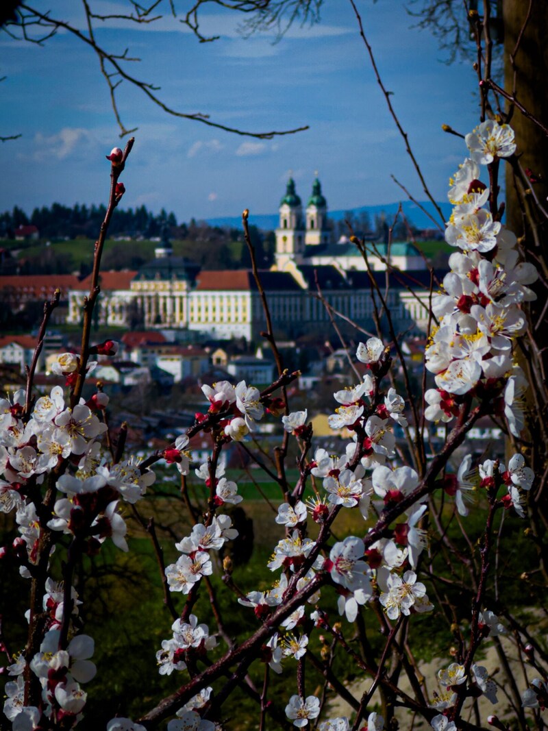 The church service in the Augustinian canons' monastery of St. Florian is characterized by a special musical design (Holy Thursday Mass by Anton Bruckner), followed by a prayer service.Cost: Free admission Date: Thursday, March 28, 7.30 pm Infolink: www.stift-st-florian.at (Bild: Werner Kerschbaummayr) The church service in the Augustinian canons' monastery of St. Florian is characterized by a special musical design (Holy Thursday Mass by Anton Bruckner), followed by a prayer service.Cost: Free admission Date: Thursday, March 28, 7.30 pm Infolink: www.stift-st-florian.at (Bild: Werner Kerschbaummayr)