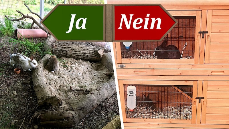 Ein geräumiges, sicheres Gehege ist für Kaninchen ideal. Handelsübliche Käfige oder Kleinstgehege (rechts) sind allenfalls als Krankenstation geeignet, jedoch niemals als Lebensraum. (Bild: Krone KREATIV,)