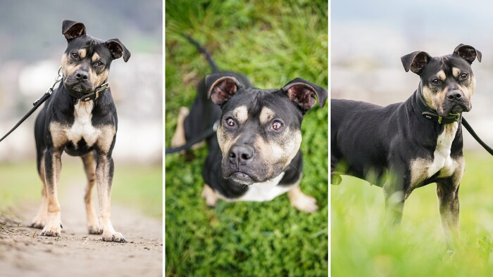 Looking for a new heart person with dog experience!