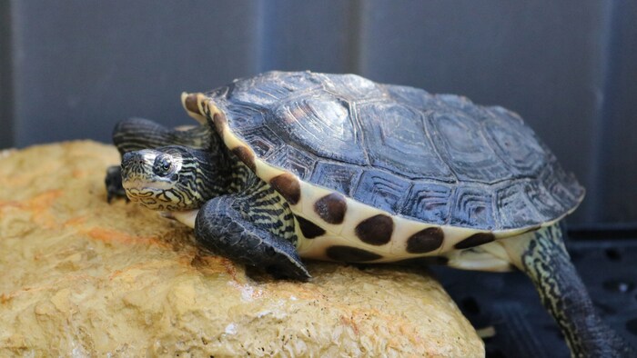 Stream turtle wants to finally come to rest.