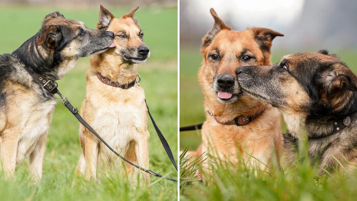 Absolutely loving companions!