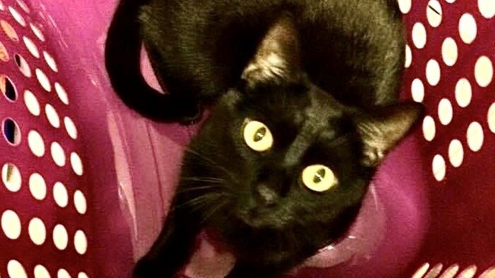 Cuddly is looking for a perfect place.