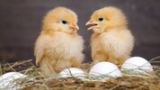 Einfach süß - doch die männlichen Küken der Legerassen werden am Tag des Schlüpfens vergast. Ein ...