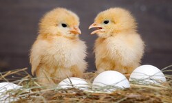 Einfach süß - doch die männlichen Küken der Legerassen werden am Tag des Schlüpfens vergast. Ein ...