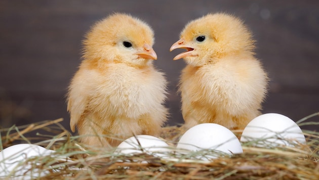 Simply cute - but the male chicks of laying breeds are gassed on the day they hatch. An end to this killing is in sight. (Bild: kozorog - stock.adobe.com)