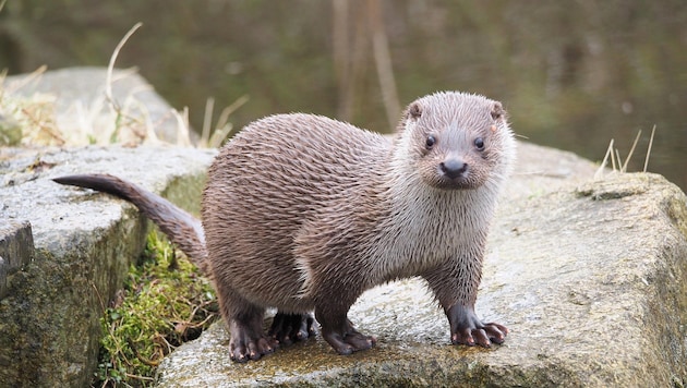 The table is far too full for otters at fish ponds. The office of Provincial Councillor for Animal Protection Rosenkranz intervened in the conflict. (Bild: Gabriele Moser)