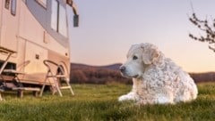 Urlaub mit Hund – im Wohnmobil kein Problem (Bild: claudia - stock.adobe.com)