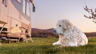 Urlaub mit Hund – im Wohnmobil kein Problem (Bild: claudia - stock.adobe.com)